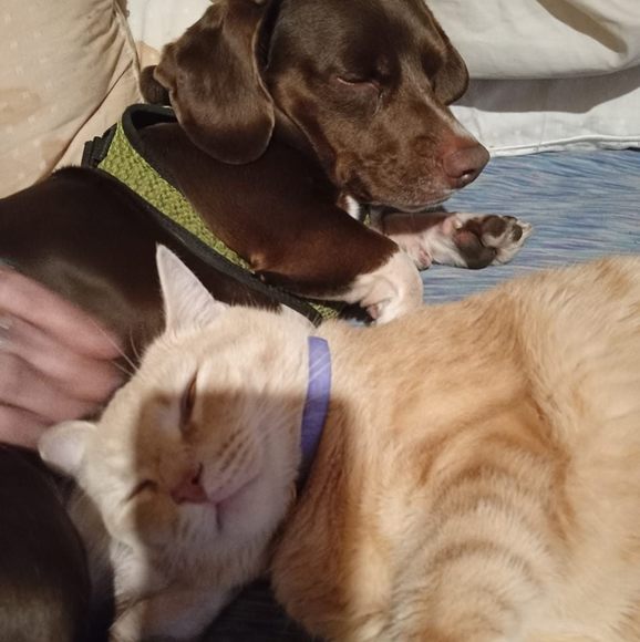 Meet your Posher, Doris - Picture 1 of 1